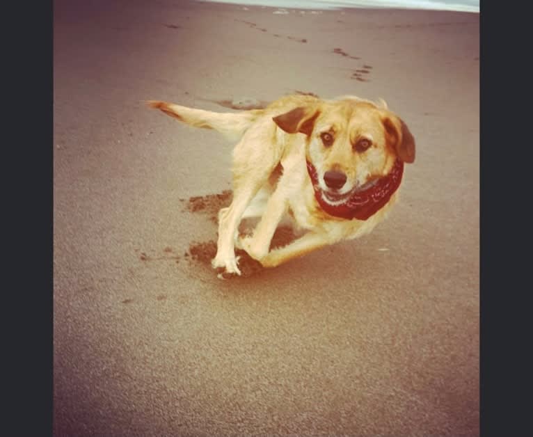 Kiwi Bean, a Chow Chow and Labrador Retriever mix tested with EmbarkVet.com