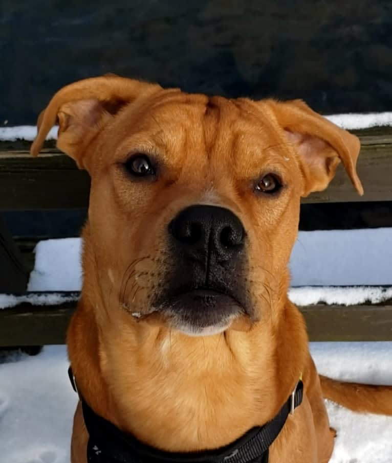 Ollie, an American Bulldog and Chow Chow mix tested with EmbarkVet.com