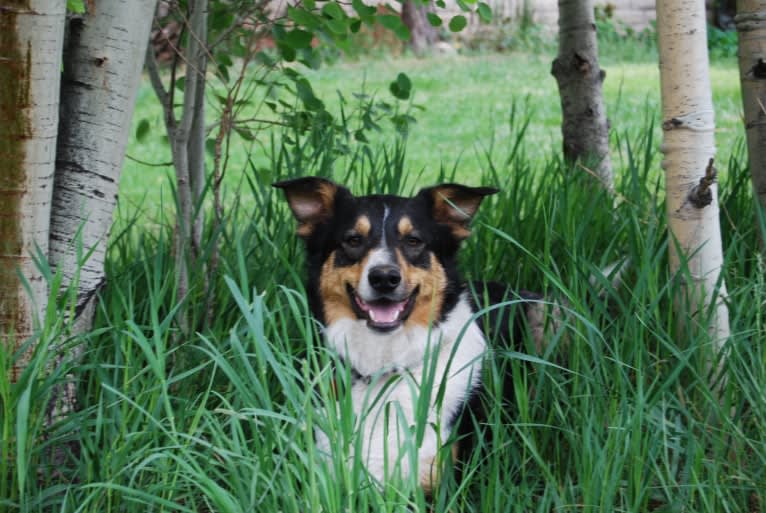 Finn, a Welsh Sheepdog tested with EmbarkVet.com