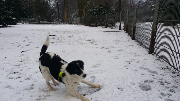 Kilida, an Eastern European Village Dog tested with EmbarkVet.com