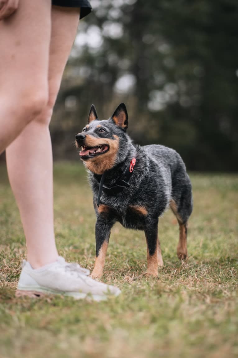 Malibu, an Australian Cattle Dog tested with EmbarkVet.com