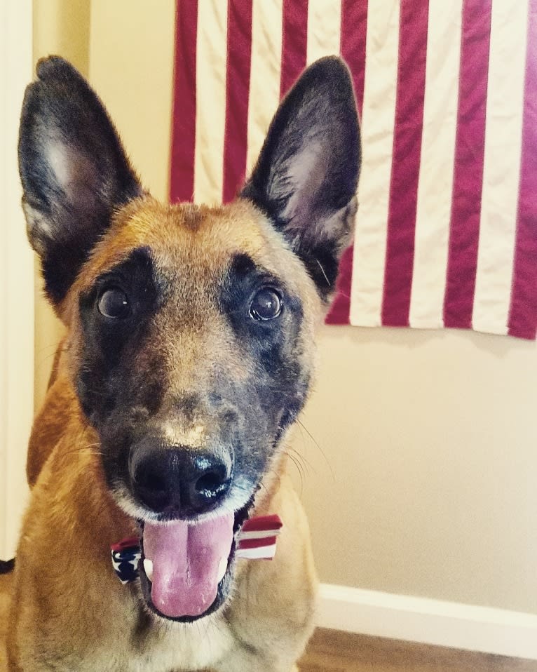 Sully, a Belgian Shepherd tested with EmbarkVet.com