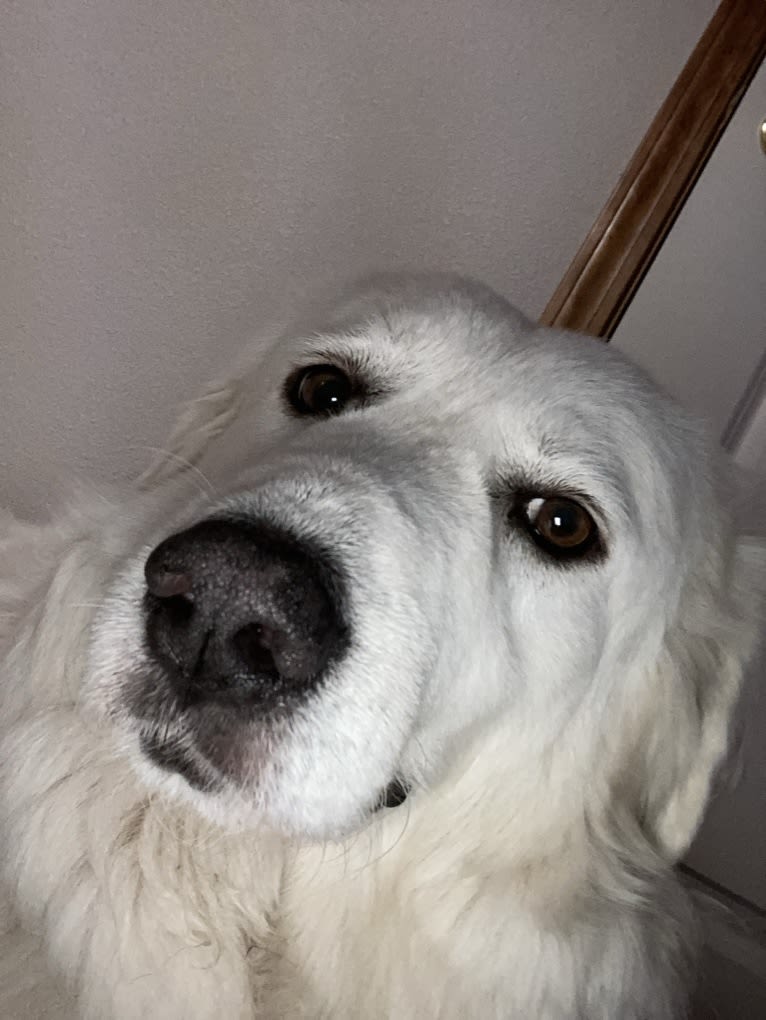 Maci, a Great Pyrenees tested with EmbarkVet.com