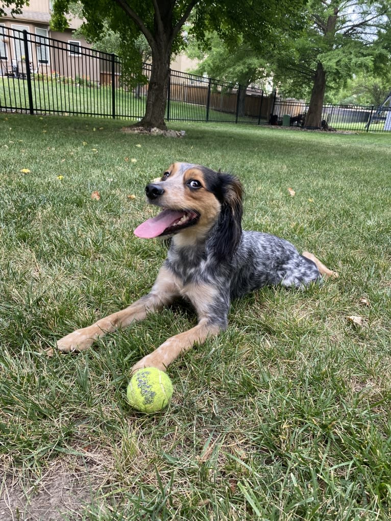 Banjo, an Australian Cattle Dog and Cocker Spaniel mix tested with EmbarkVet.com