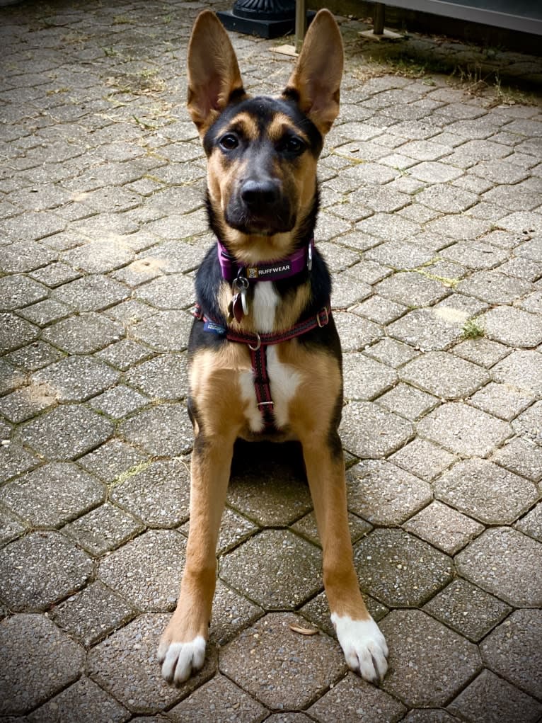 Lola, a German Shepherd Dog and American Pit Bull Terrier mix tested with EmbarkVet.com