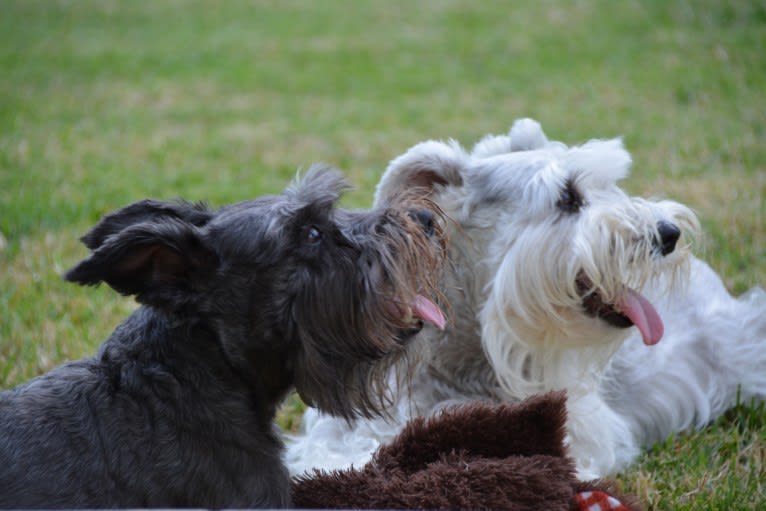 SPARTA, a Miniature Schnauzer tested with EmbarkVet.com