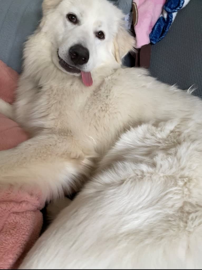 Tundra, a Great Pyrenees tested with EmbarkVet.com