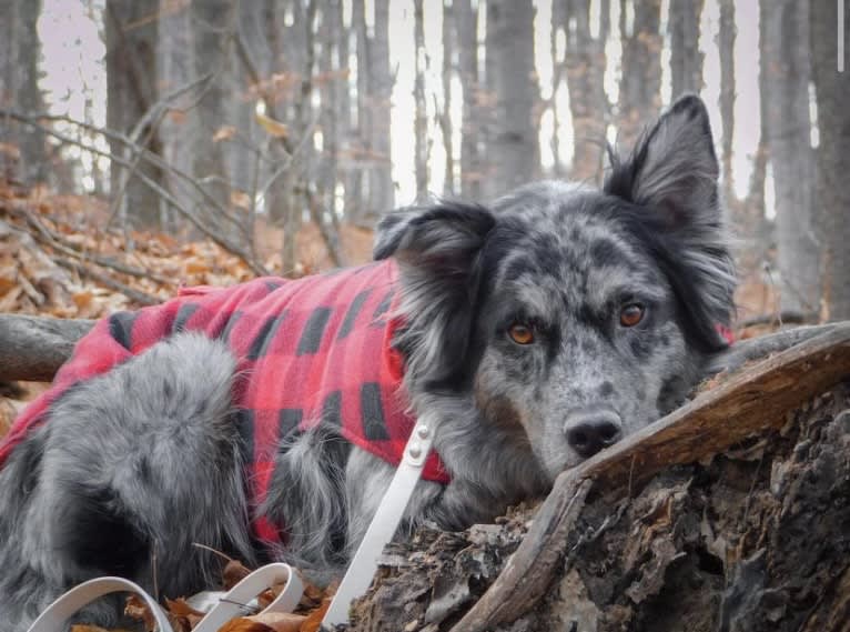 Dakota, an Australian Shepherd tested with EmbarkVet.com