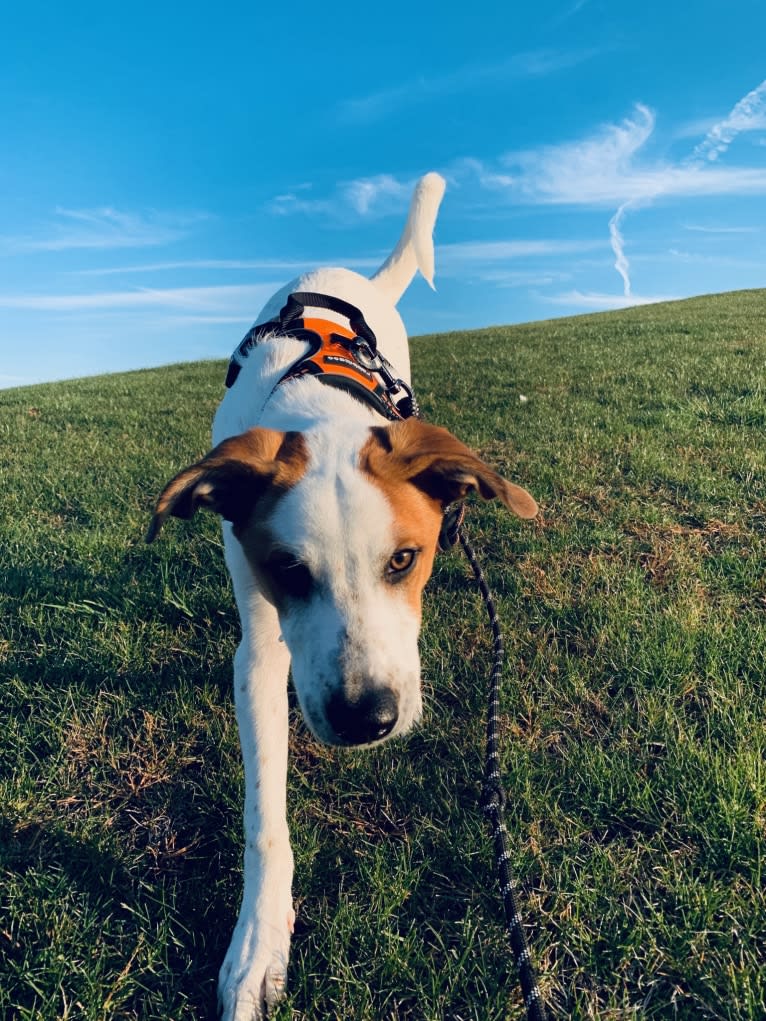 Wilson Wayhart, a Boxer and German Shepherd Dog mix tested with EmbarkVet.com