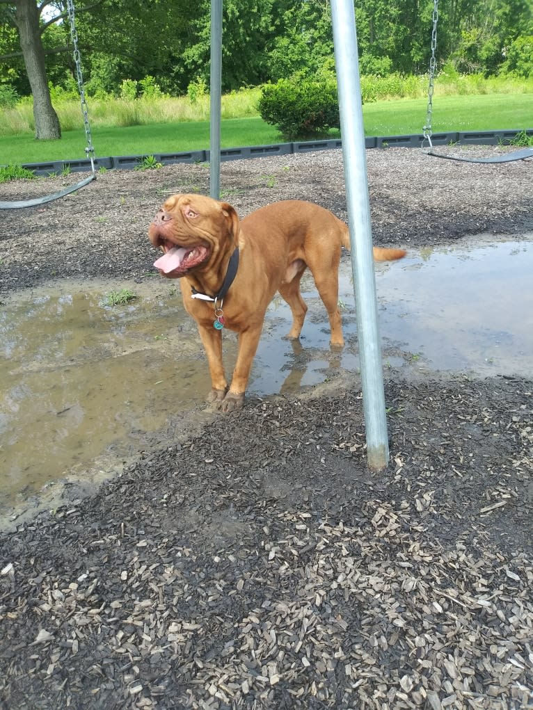 Brutis II, a Dogue de Bordeaux tested with EmbarkVet.com