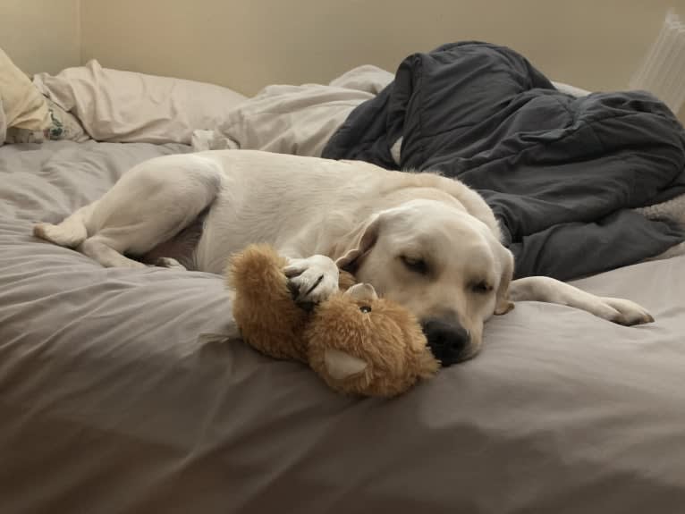 Pongo, a Labrador Retriever tested with EmbarkVet.com