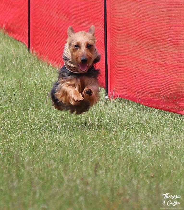 Heartland Nuk'em From Orbit "Ripley", an Australian Terrier tested with EmbarkVet.com