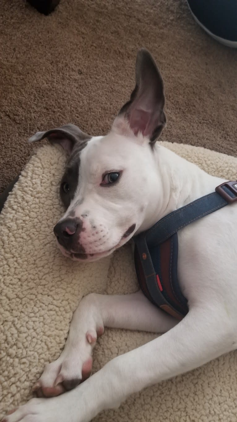 Bella Caroline, an American Pit Bull Terrier and American Staffordshire Terrier mix tested with EmbarkVet.com