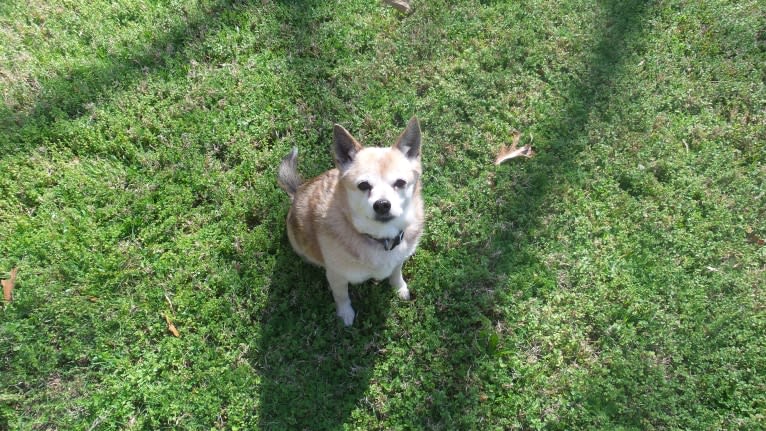 Lassie, a Pomeranian and Rat Terrier mix tested with EmbarkVet.com