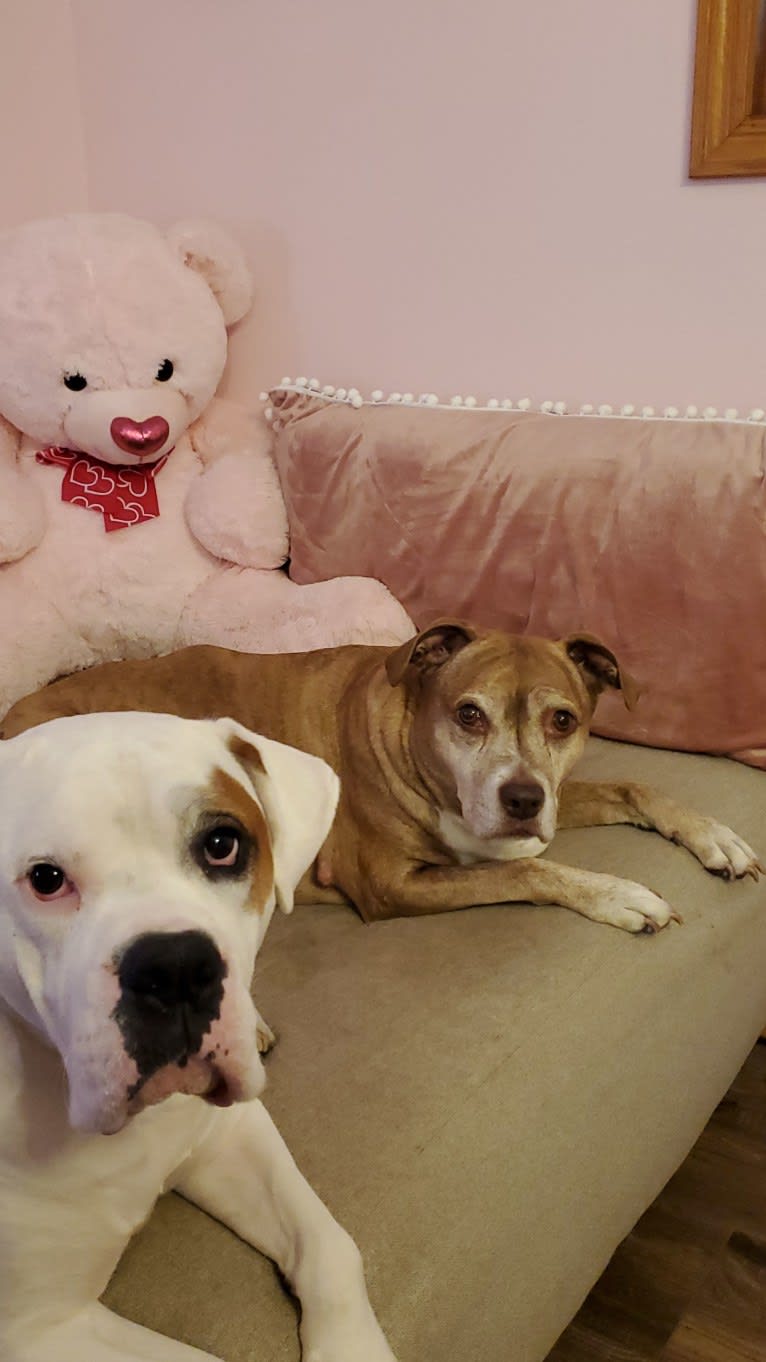 Buttercup, an American Pit Bull Terrier and Labrador Retriever mix tested with EmbarkVet.com
