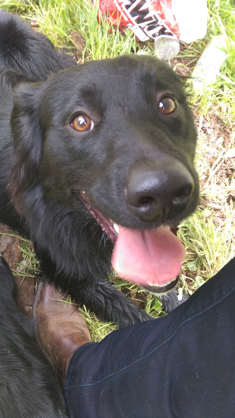 Django, a Border Collie and Golden Retriever mix tested with EmbarkVet.com