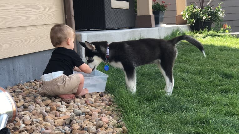 Drake Flynn, a Siberian Husky tested with EmbarkVet.com