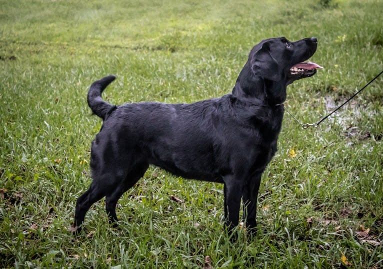 River, a Labrador Retriever tested with EmbarkVet.com