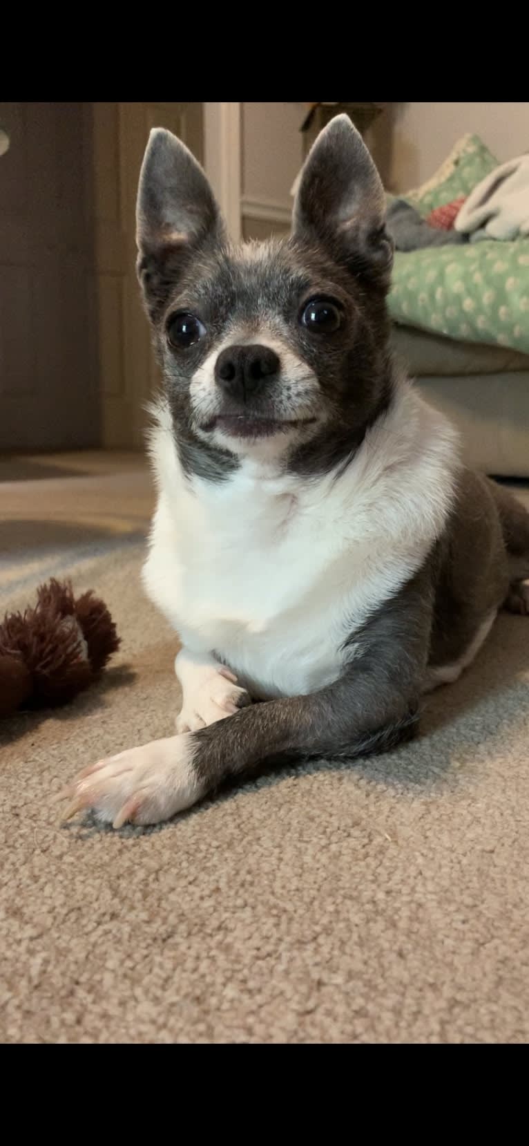 Yapa Roo, a Chihuahua and Rat Terrier mix tested with EmbarkVet.com