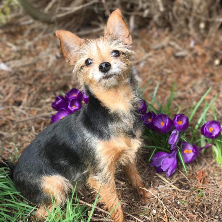 Lucy, a Yorkshire Terrier and Miniature Pinscher mix tested with EmbarkVet.com