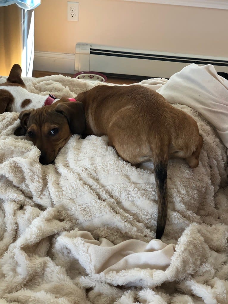 Leopold, a Dachshund and American Pit Bull Terrier mix tested with EmbarkVet.com