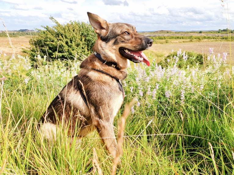 Django, an Eastern European Village Dog tested with EmbarkVet.com