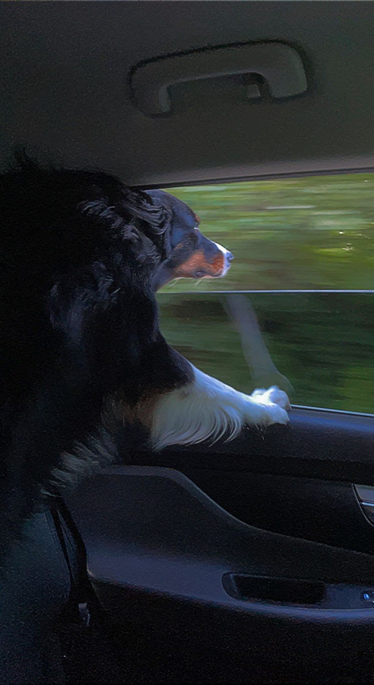 Rex, an Australian Shepherd and English Shepherd mix tested with EmbarkVet.com