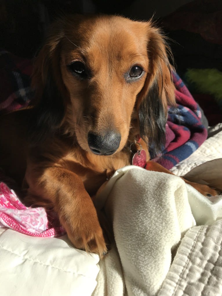 Hattie, a Dachshund (4.3% unresolved) tested with EmbarkVet.com
