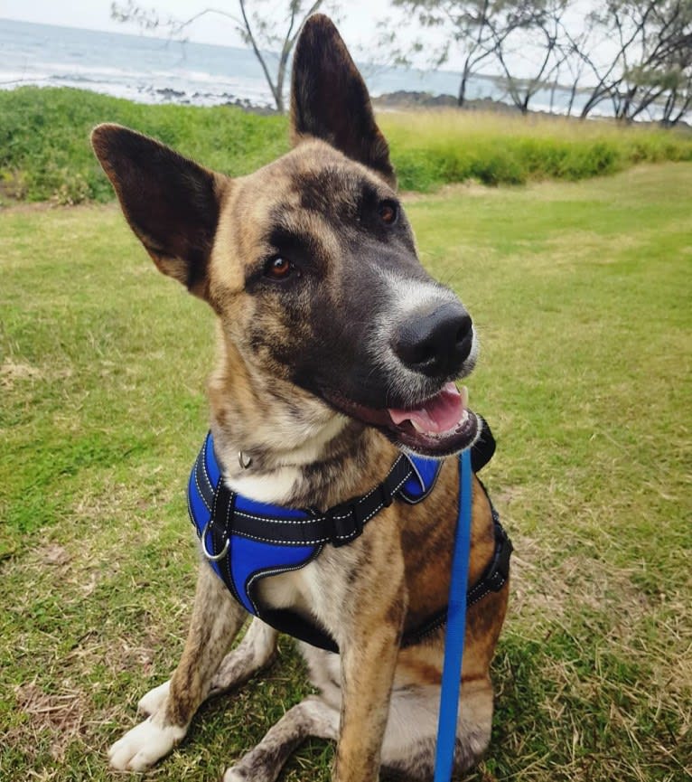 Moose, a Siberian Husky and Alaskan Malamute mix tested with EmbarkVet.com