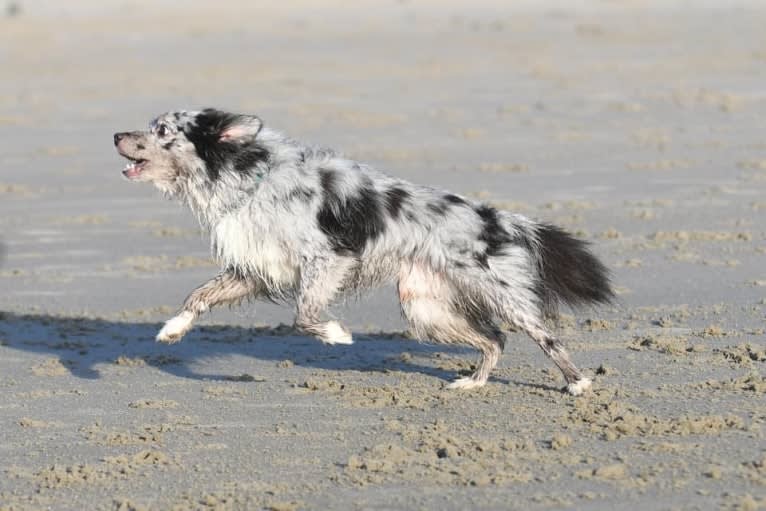 Max, an Australian Shepherd tested with EmbarkVet.com