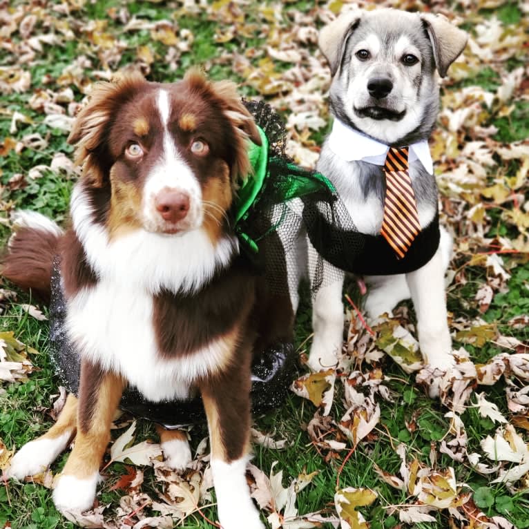 Timber, a Siberian Husky and American Bulldog mix tested with EmbarkVet.com