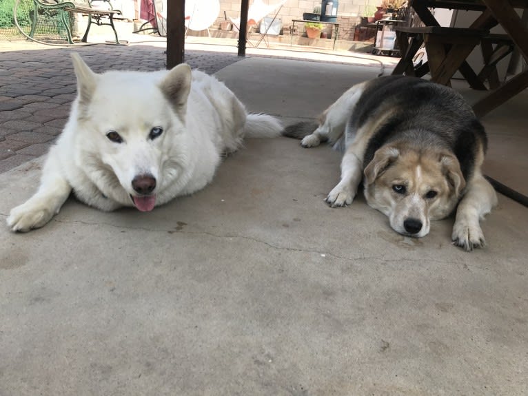 Mia, a Siberian Husky tested with EmbarkVet.com