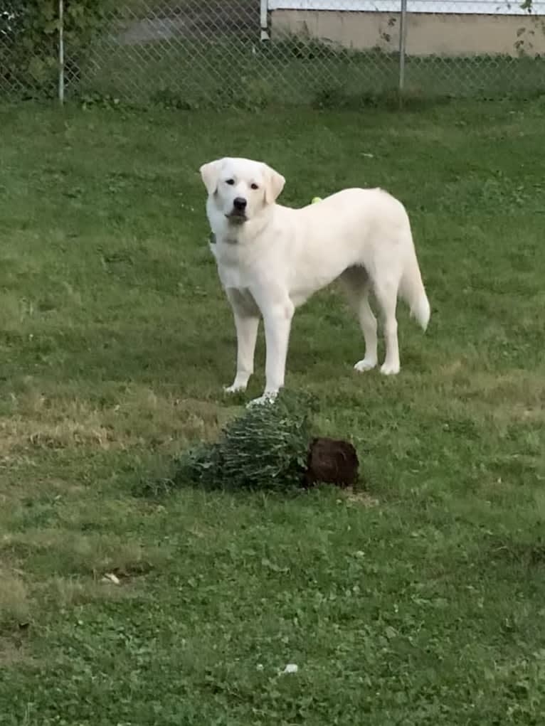 Chloe, a Great Pyrenees and Anatolian Shepherd Dog mix tested with EmbarkVet.com