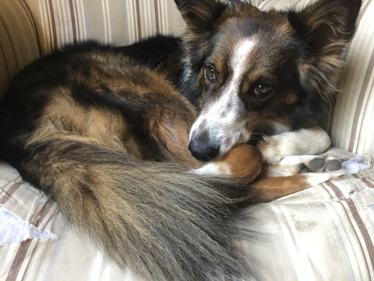 Cora, an Australian Cattle Dog and Australian Shepherd mix tested with EmbarkVet.com