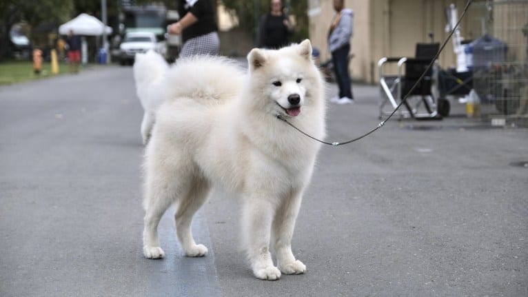 Camelot, a Samoyed tested with EmbarkVet.com