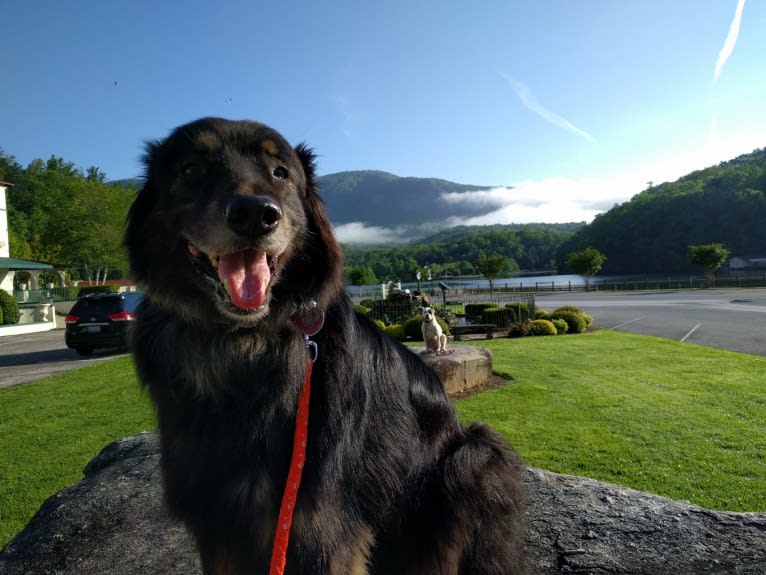 Cooper, a German Shepherd Dog and Golden Retriever mix tested with EmbarkVet.com