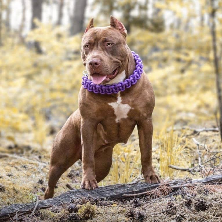 BSB/IBB’s Fendi Rome, an American Bully tested with EmbarkVet.com