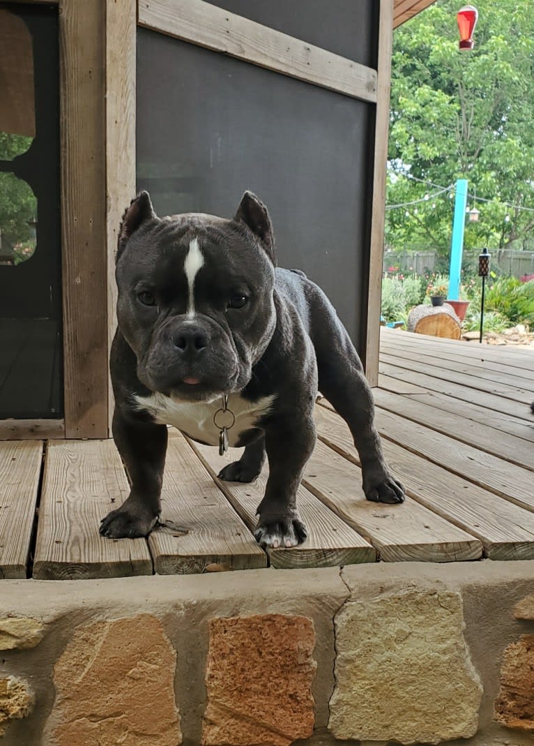 Lucas, an American Bully tested with EmbarkVet.com