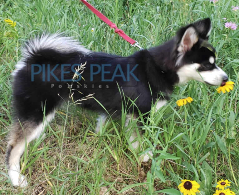 Rush, a Siberian Husky and Pomeranian mix tested with EmbarkVet.com