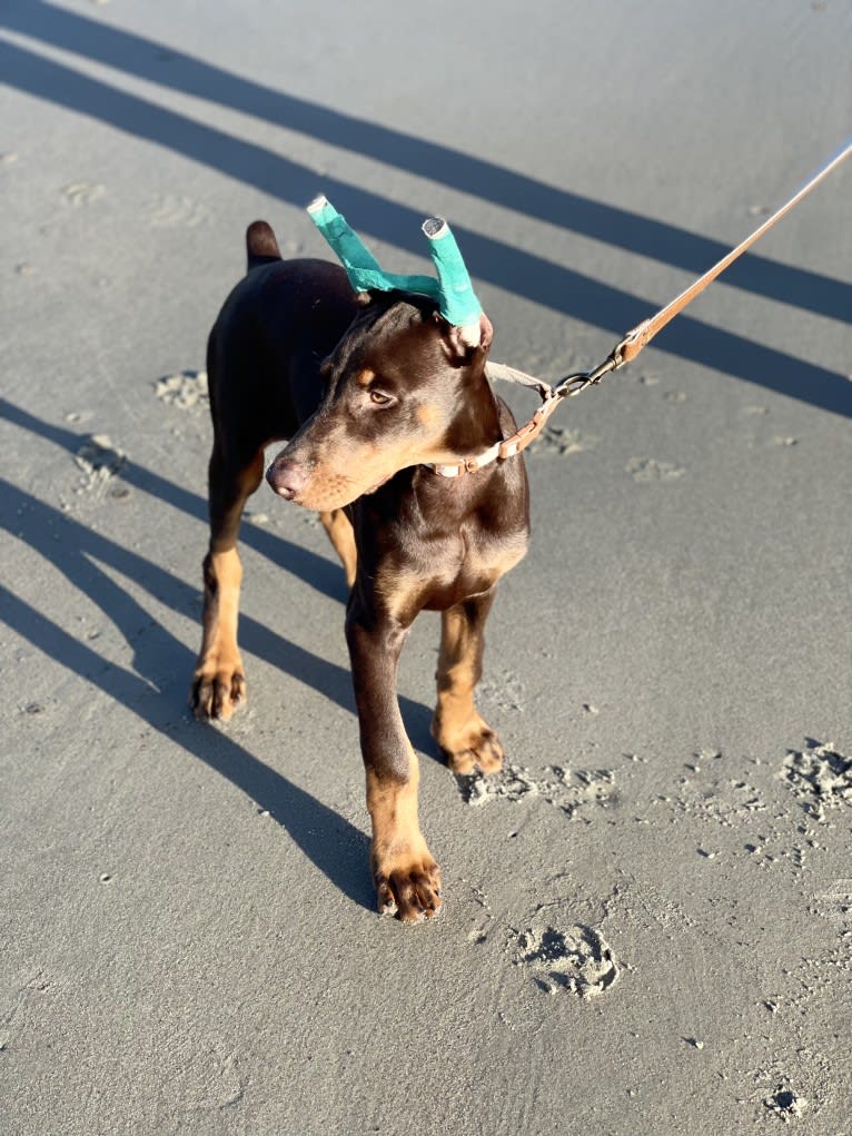 Maverick, a Doberman Pinscher tested with EmbarkVet.com