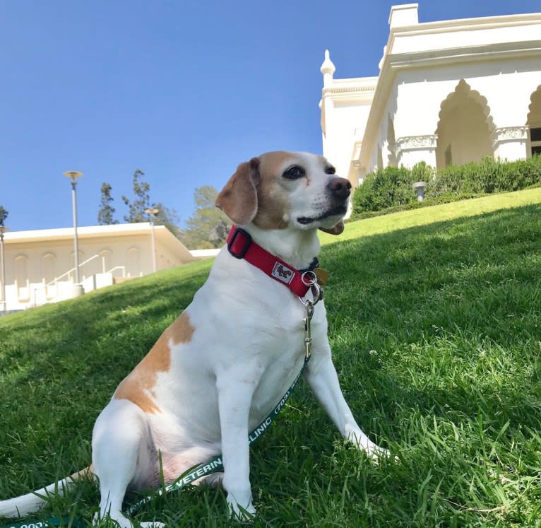 Maggie, a Beagle and Rat Terrier mix tested with EmbarkVet.com