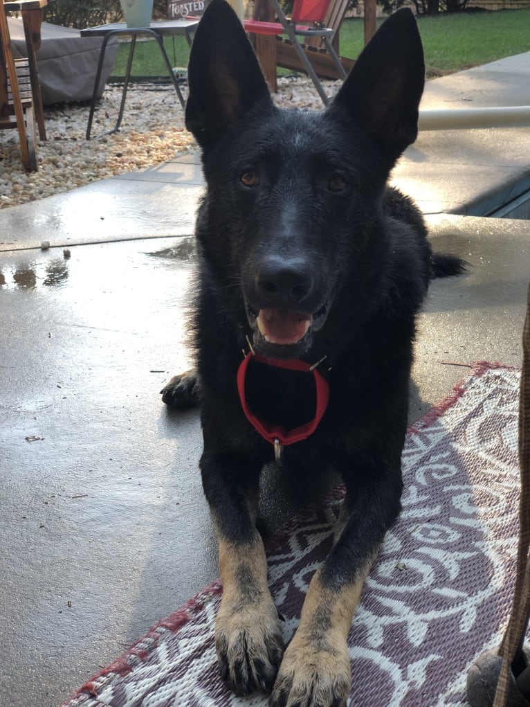 Kojak, a German Shepherd Dog tested with EmbarkVet.com