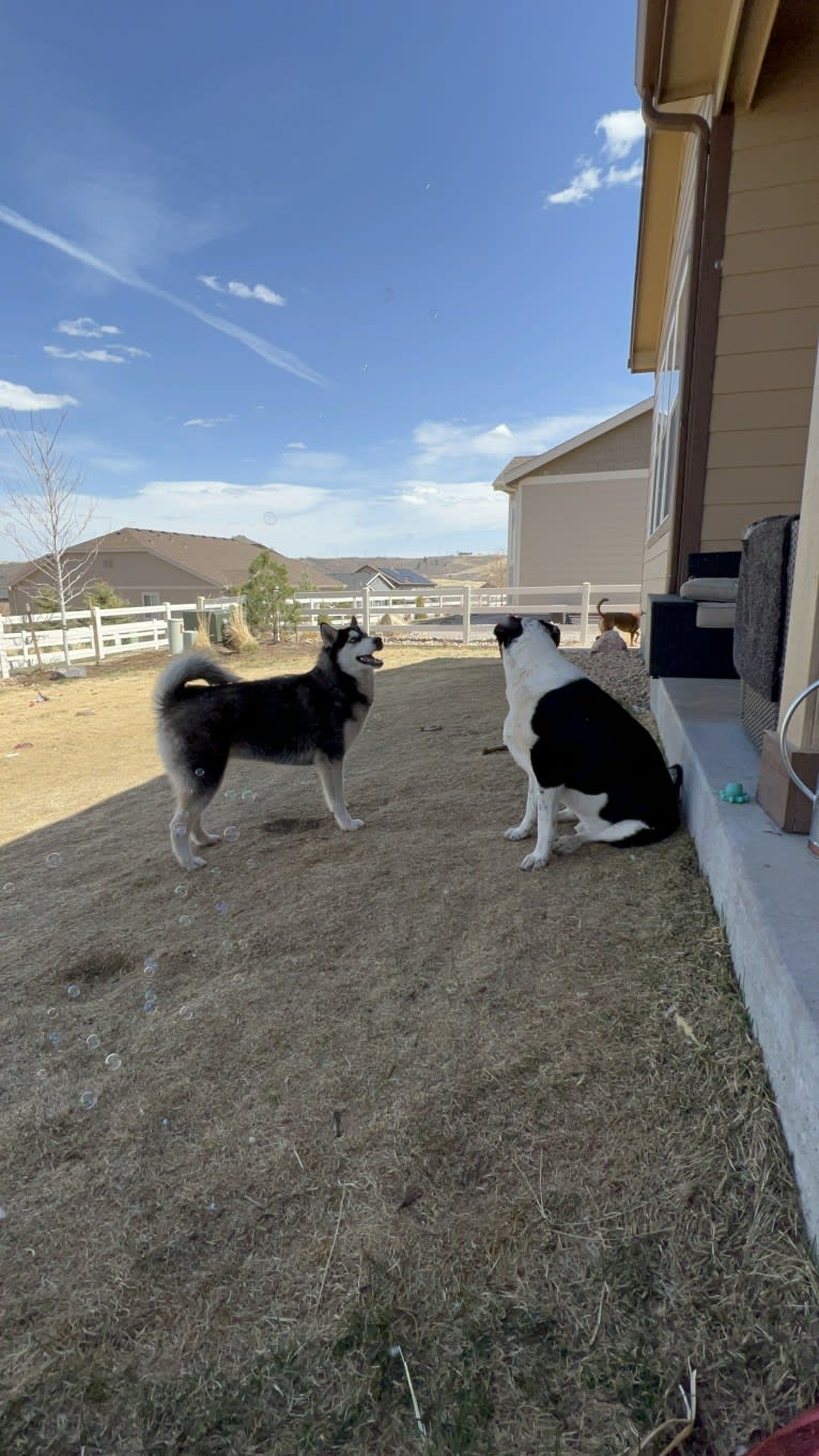 Drake Flynn, a Siberian Husky tested with EmbarkVet.com