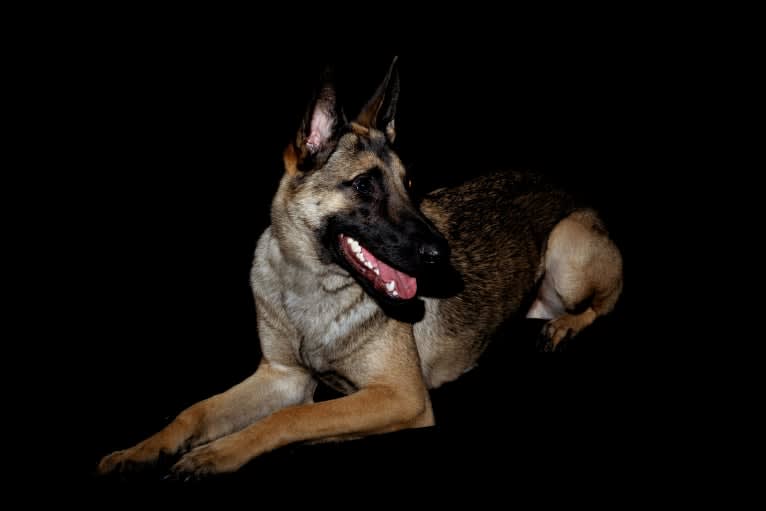 Rhodey, a German Shepherd Dog and Dutch Shepherd mix tested with EmbarkVet.com