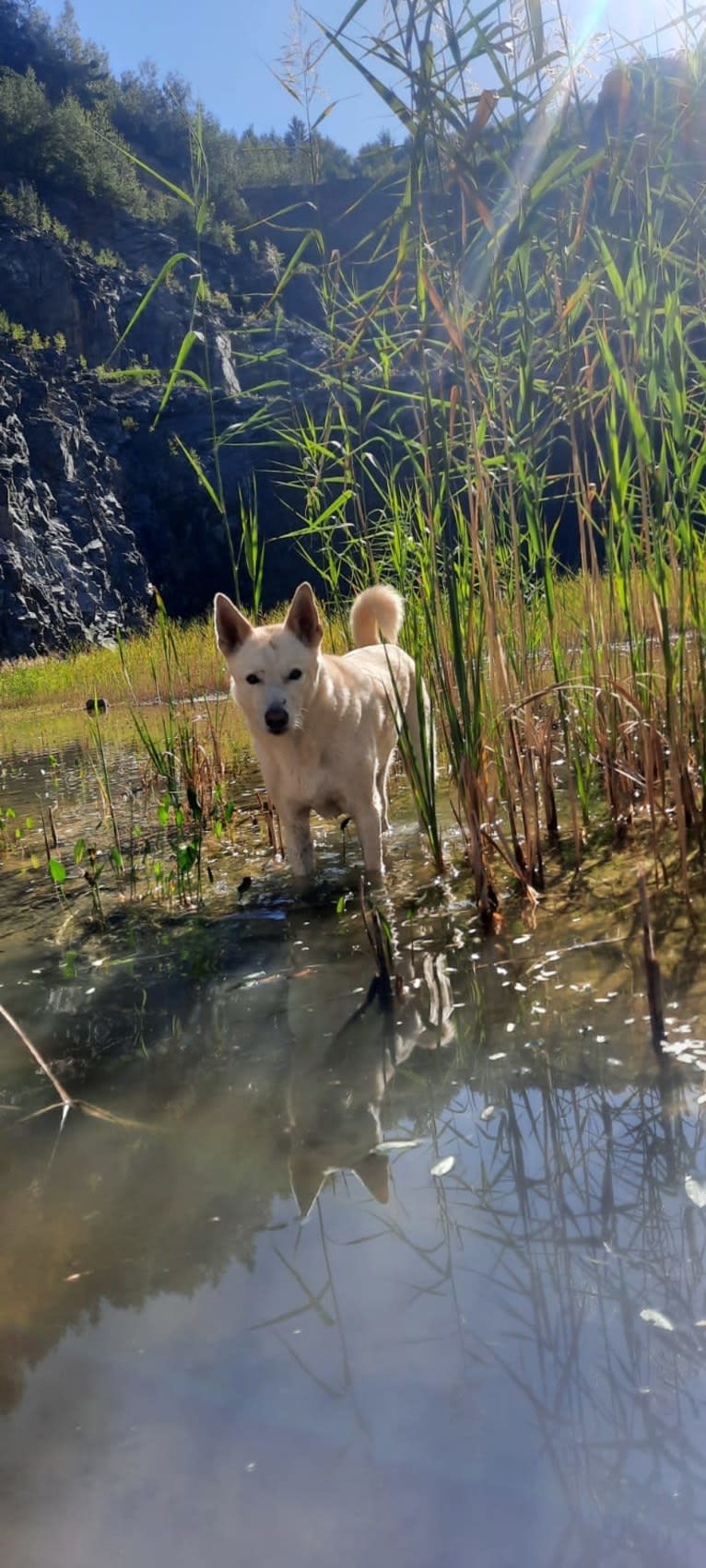 Widu, a Canaan Dog tested with EmbarkVet.com