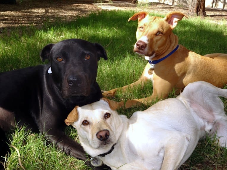 Doc, a Chihuahua and American Pit Bull Terrier mix tested with EmbarkVet.com