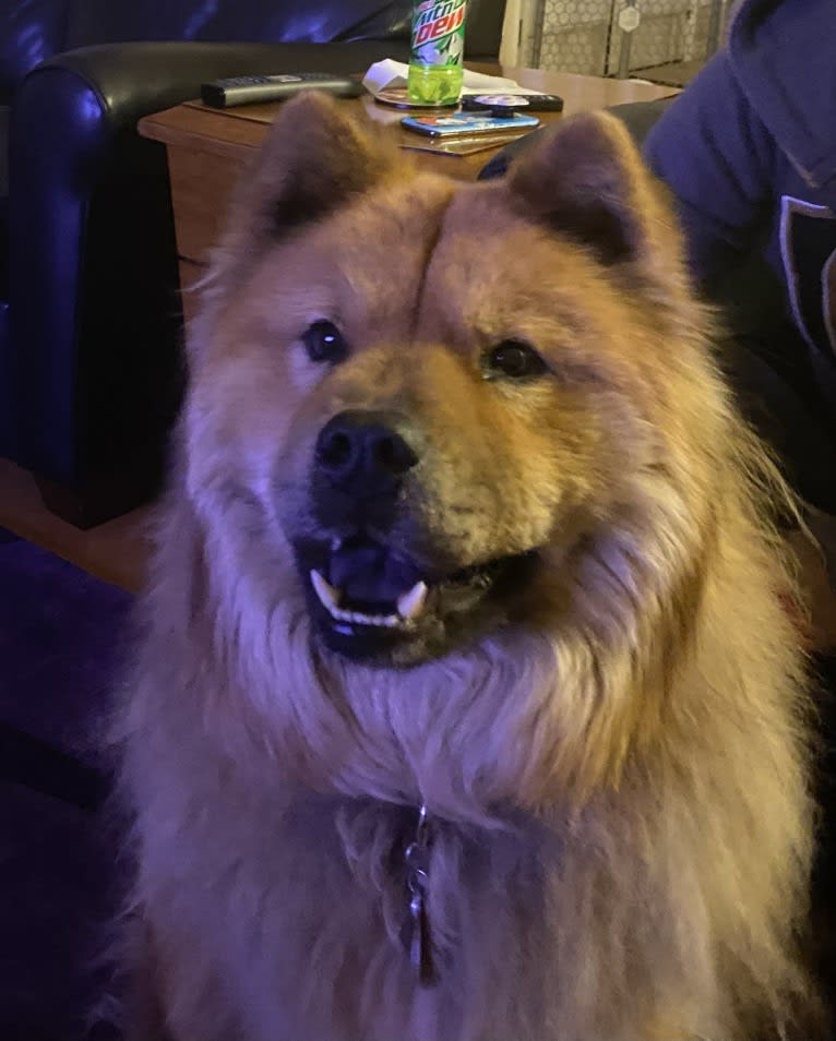 Satchmo, a Chow Chow tested with EmbarkVet.com