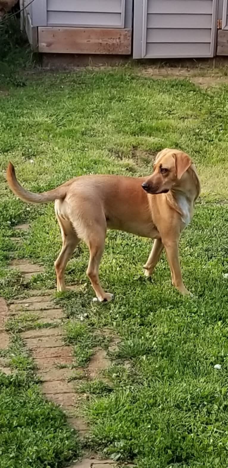 EvaMarie, a Beagle and American Pit Bull Terrier mix tested with EmbarkVet.com