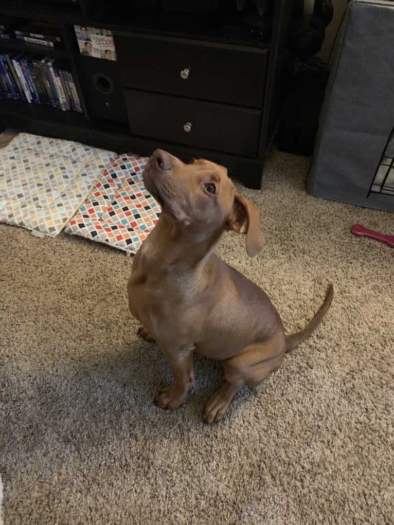 Cooper, a Doberman Pinscher and Boxer mix tested with EmbarkVet.com