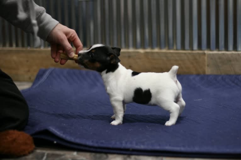 Daisy, a Teddy Roosevelt Terrier tested with EmbarkVet.com